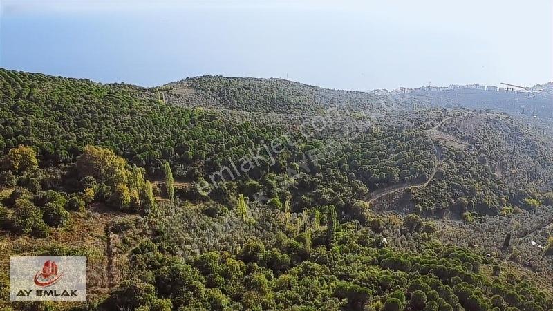Ay Emlak'tan Deniz Manzaralı Yolu & Suyu Olan 6.320 M² Zeytinlik — fotoğraf 23