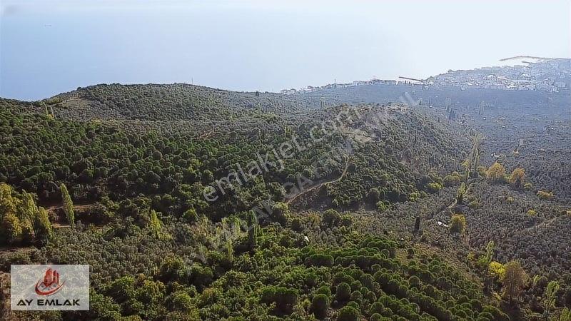 Ay Emlak'tan Deniz Manzaralı Yolu & Suyu Olan 6.320 M² Zeytinlik — fotoğraf 24