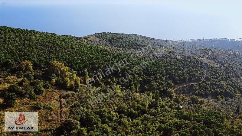 Ay Emlak'tan Deniz Manzaralı Yolu & Suyu Olan 6.320 M² Zeytinlik — fotoğraf 25