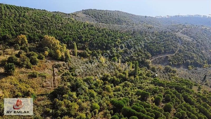 Ay Emlak'tan Deniz Manzaralı Yolu & Suyu Olan 6.320 M² Zeytinlik — fotoğraf 26