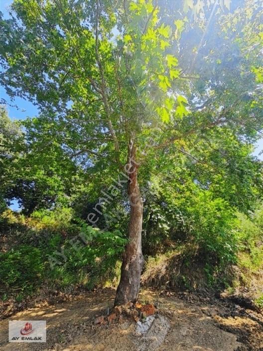 Ay Emlak'tan Deniz Manzaralı Yolu & Suyu Olan 6.320 M² Zeytinlik — fotoğraf 27
