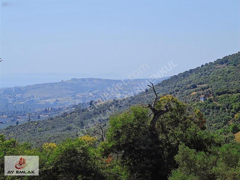 Ay Emlak'tan Deniz Manzaralı Yolu & Suyu Olan 6.320 M² Zeytinlik — fotoğraf 28