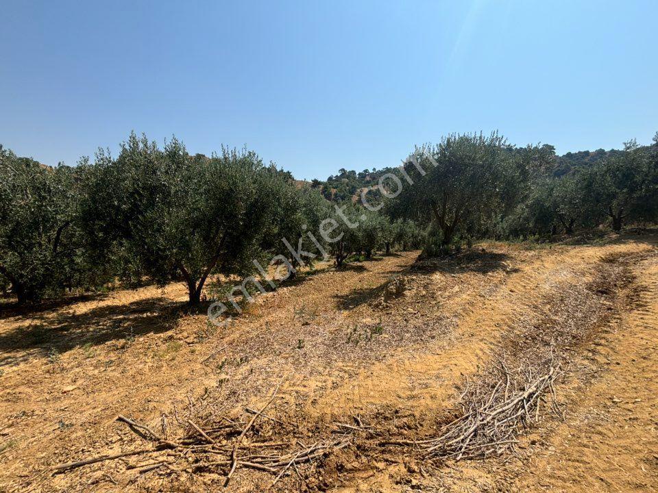 Tc Emlaktan Satılık 45 Dönüm Zeytinlik ! — fotoğraf 17