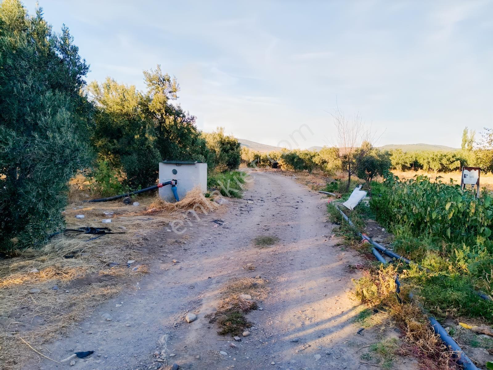 Yüksek Verimli 4,5 Dekar Zeytinlik — fotoğraf 4