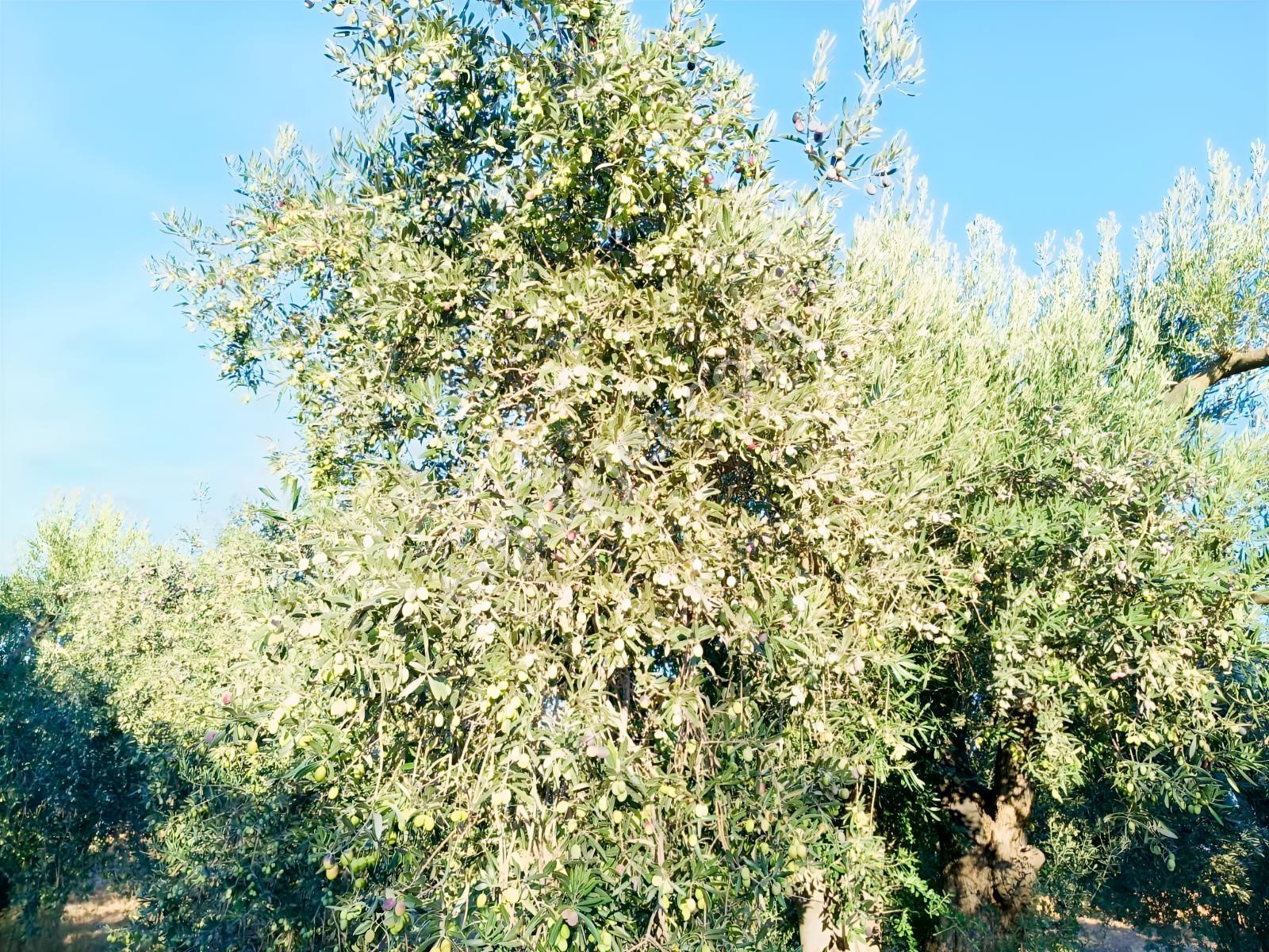 Yüksek Verimli 4,5 Dekar Zeytinlik — fotoğraf 6