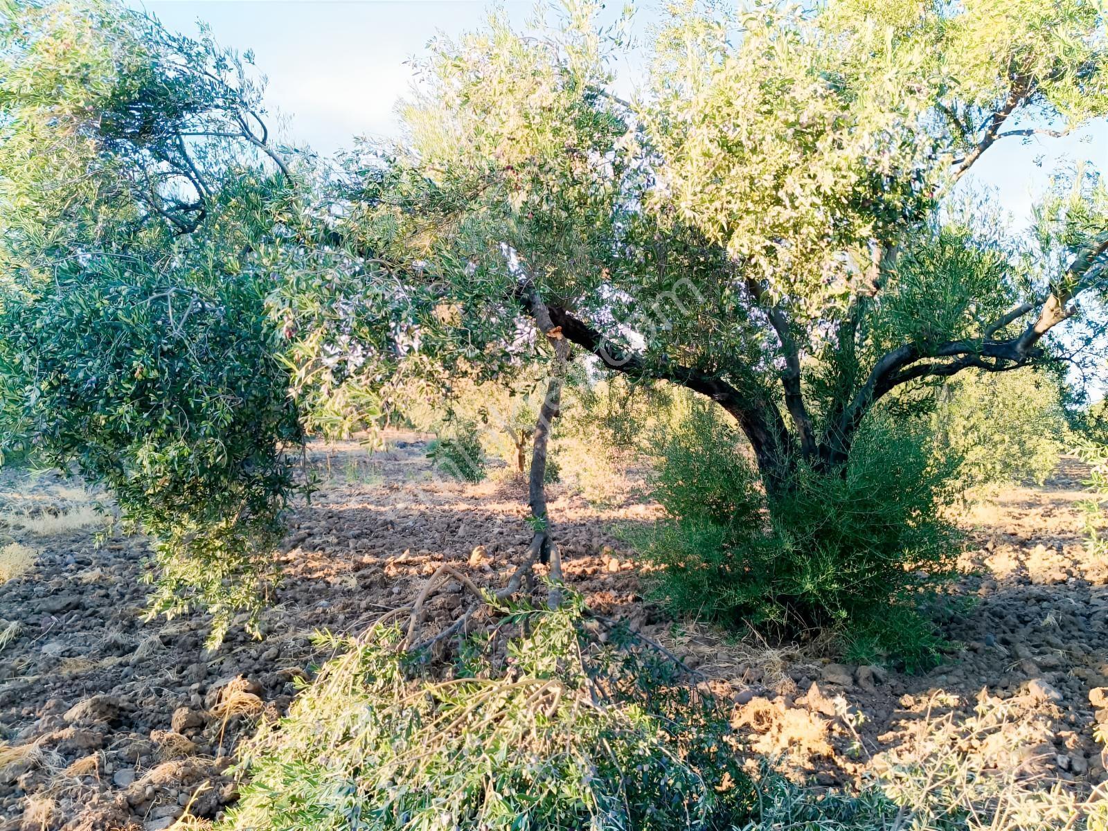 Yüksek Verimli 4,5 Dekar Zeytinlik — fotoğraf 7