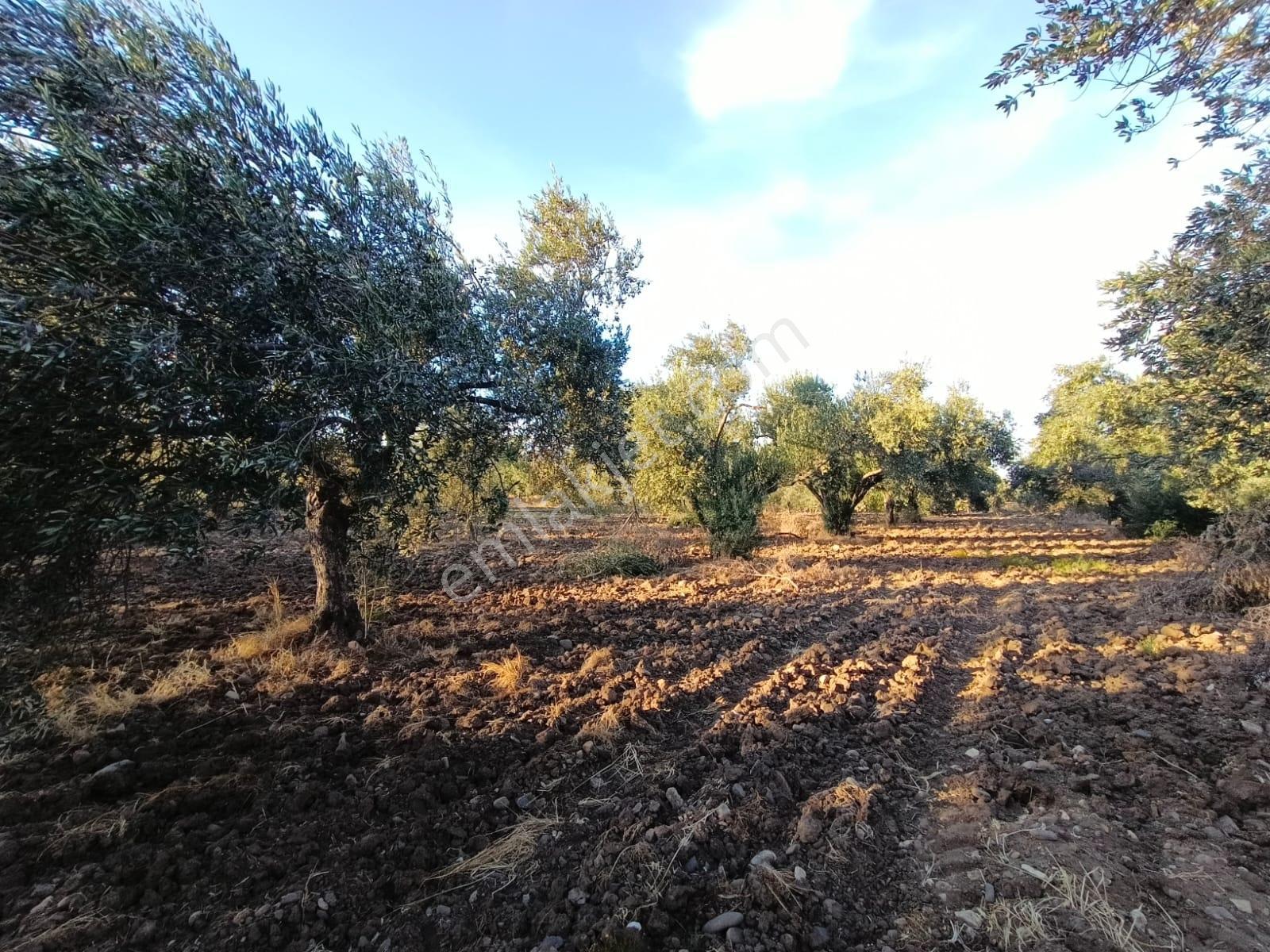 Yüksek Verimli 4,5 Dekar Zeytinlik — fotoğraf 9