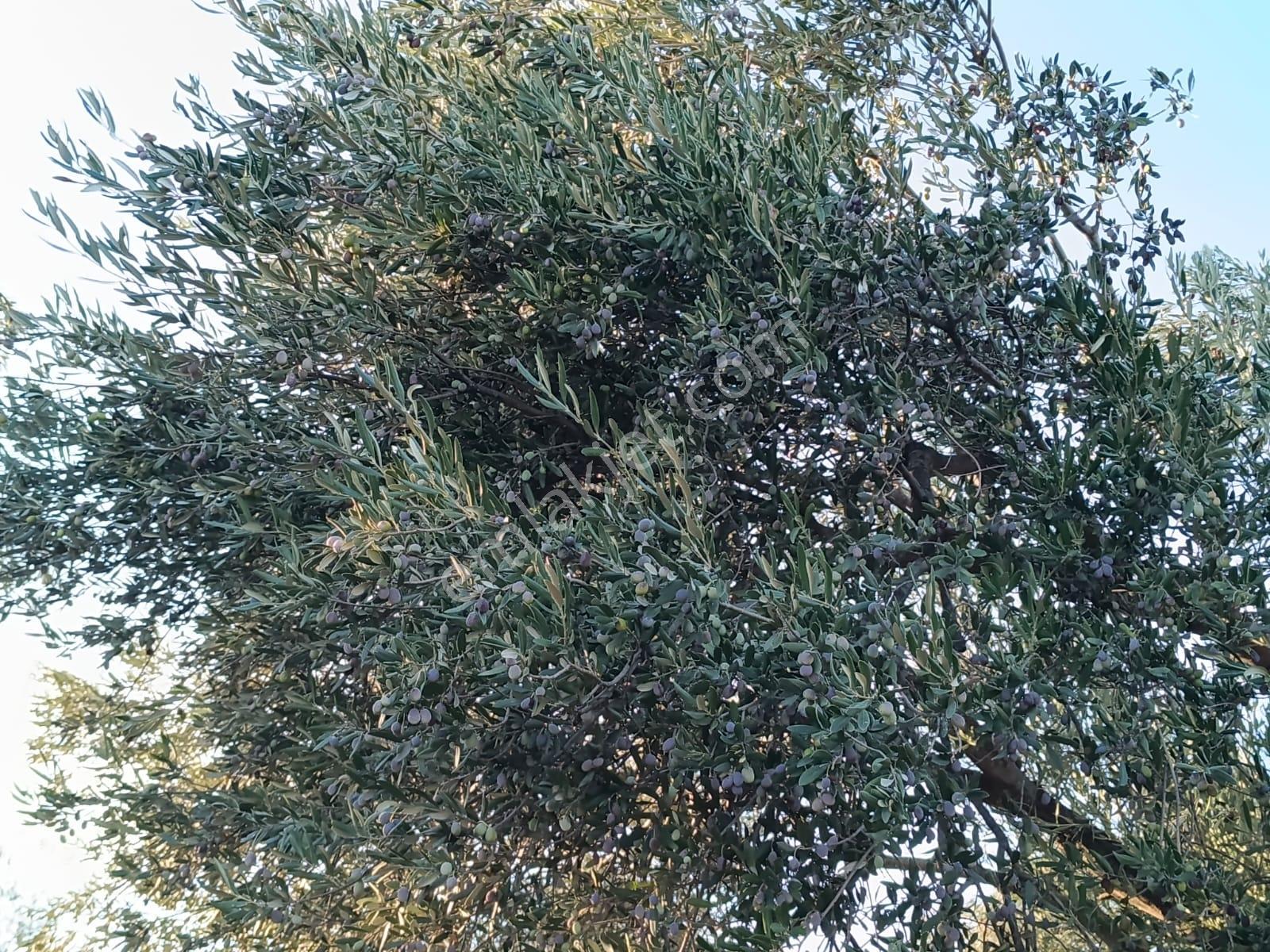 Yüksek Verimli 4,5 Dekar Zeytinlik — fotoğraf 10