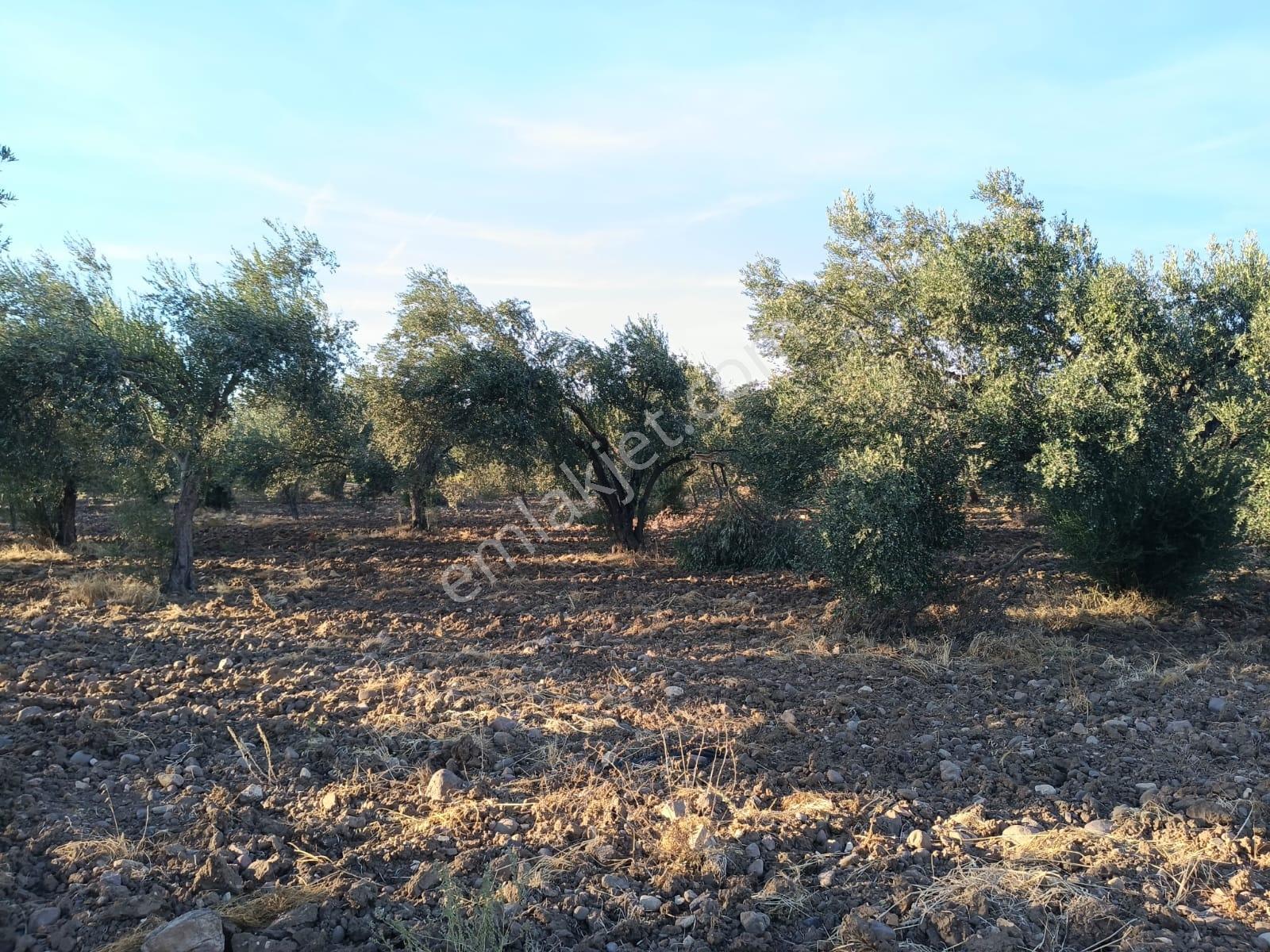 Yüksek Verimli 4,5 Dekar Zeytinlik — fotoğraf 11