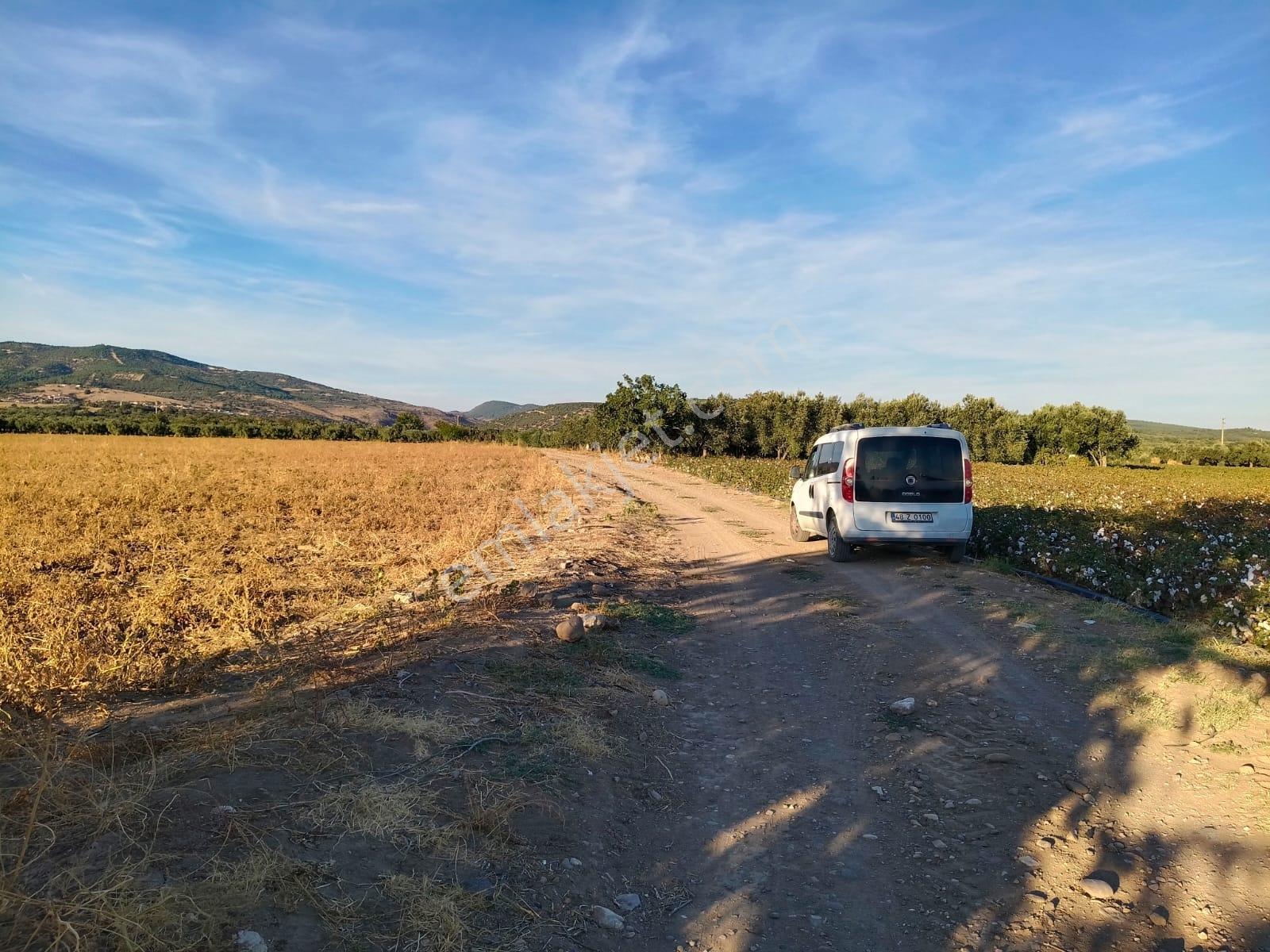 Yüksek Verimli 4,5 Dekar Zeytinlik — fotoğraf 12