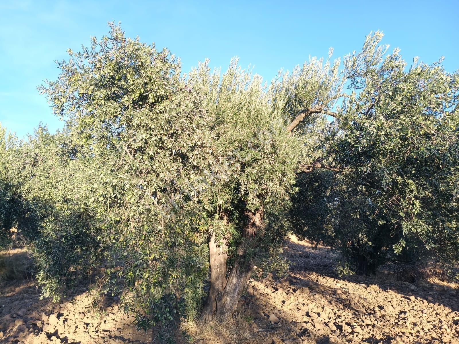 Yüksek Verimli 4,5 Dekar Zeytinlik — fotoğraf 13
