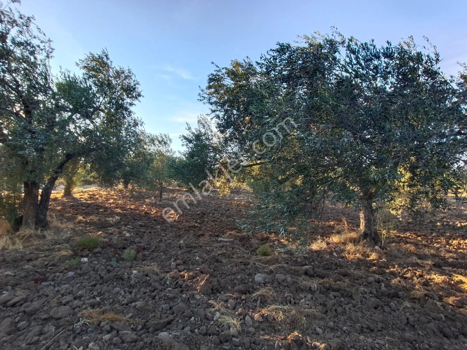 Yüksek Verimli 4,5 Dekar Zeytinlik — fotoğraf 14