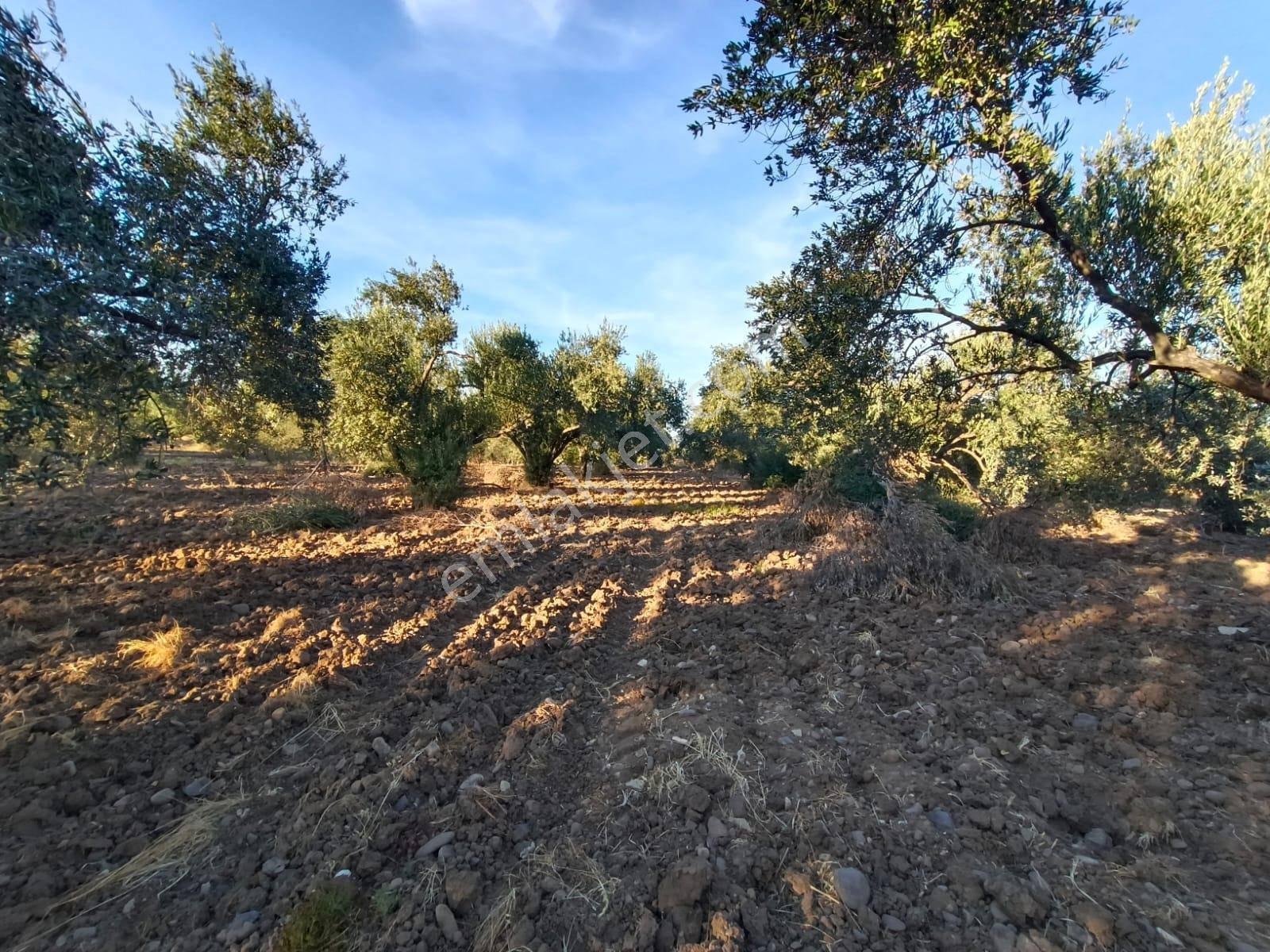 Yüksek Verimli 4,5 Dekar Zeytinlik — fotoğraf 15