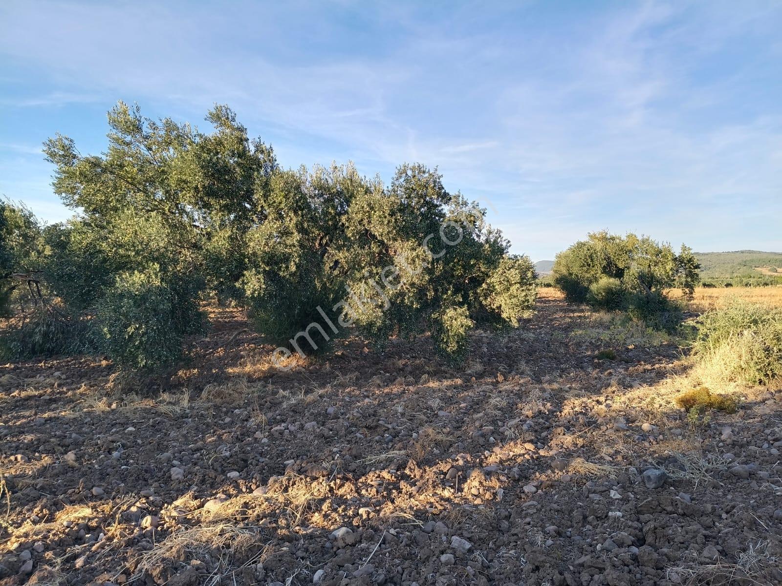 Yüksek Verimli 4,5 Dekar Zeytinlik — fotoğraf 17