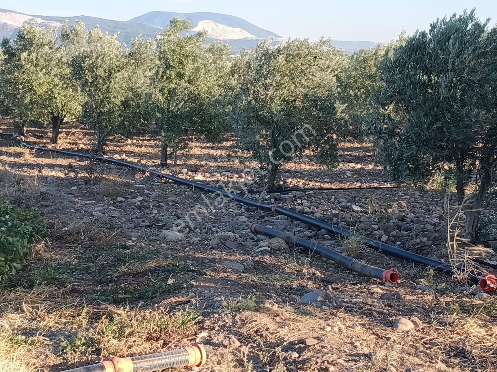 Yüksek Verimli 4,5 Dekar Zeytinlik — fotoğraf 18