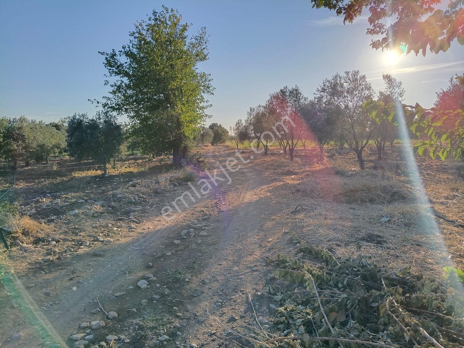Yüksek Verimli 4,5 Dekar Zeytinlik — fotoğraf 19