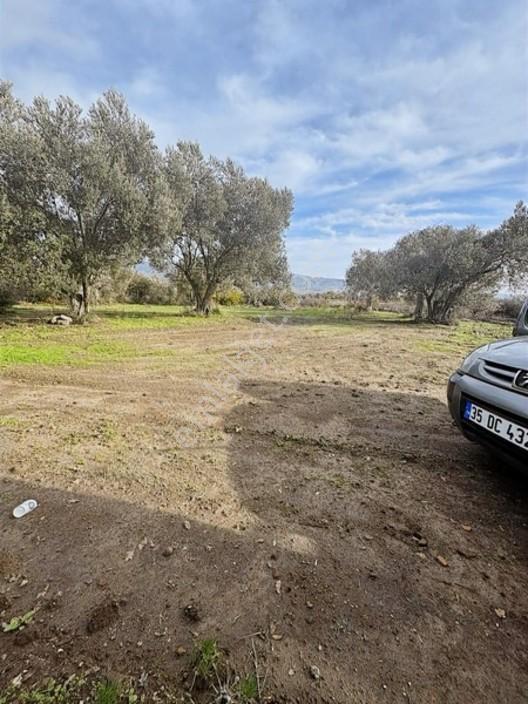 Elagöz Gayrimenkulden Alibeyli Mahallesi Zeytilik — fotoğraf 19