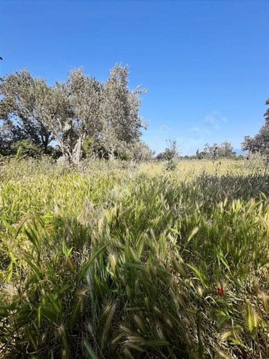 Elagöz Gayrimenkulden Alibeyli Mahallesi Zeytilik — fotoğraf 29