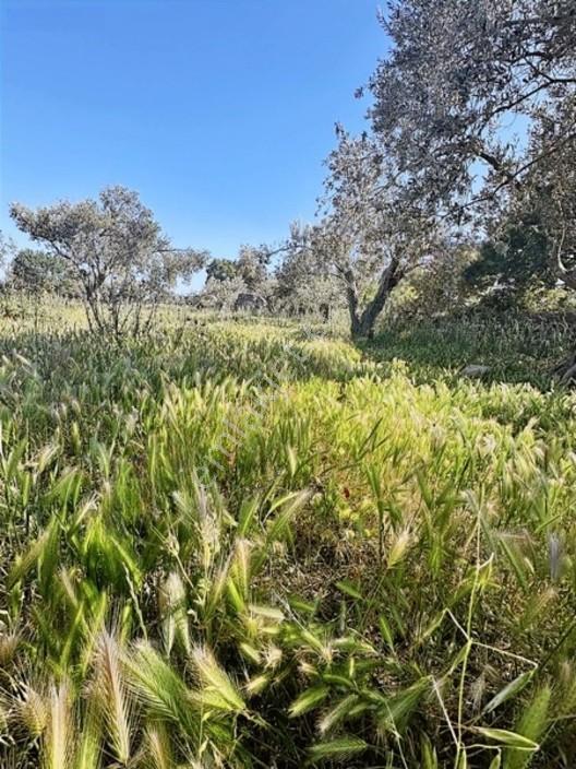 Elagöz Gayrimenkulden Alibeyli Mahallesi Zeytilik — fotoğraf 32