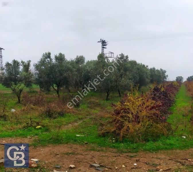 Kemalpaşa Halilbeylide Osb Ye 3 Km Mesafede 26.784m2 Tarla — fotoğraf 3