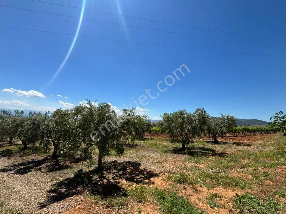 Tc Emlaktan Satılık 57 Dönüm Sultaniye Cinsi Bağ ! — fotoğraf 3