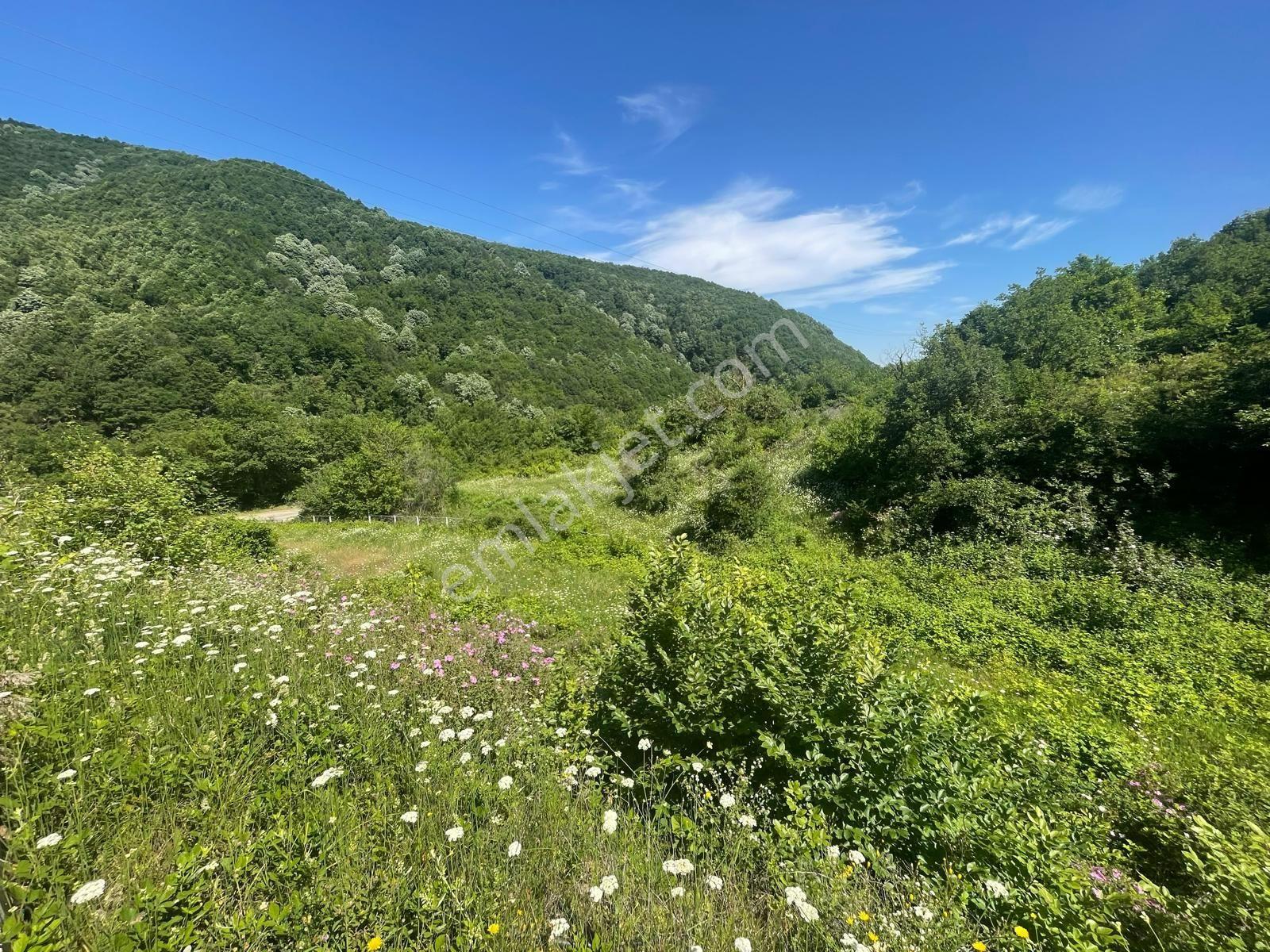 Yalova Çiftlikköy Burhaniye'de — fotoğraf 12