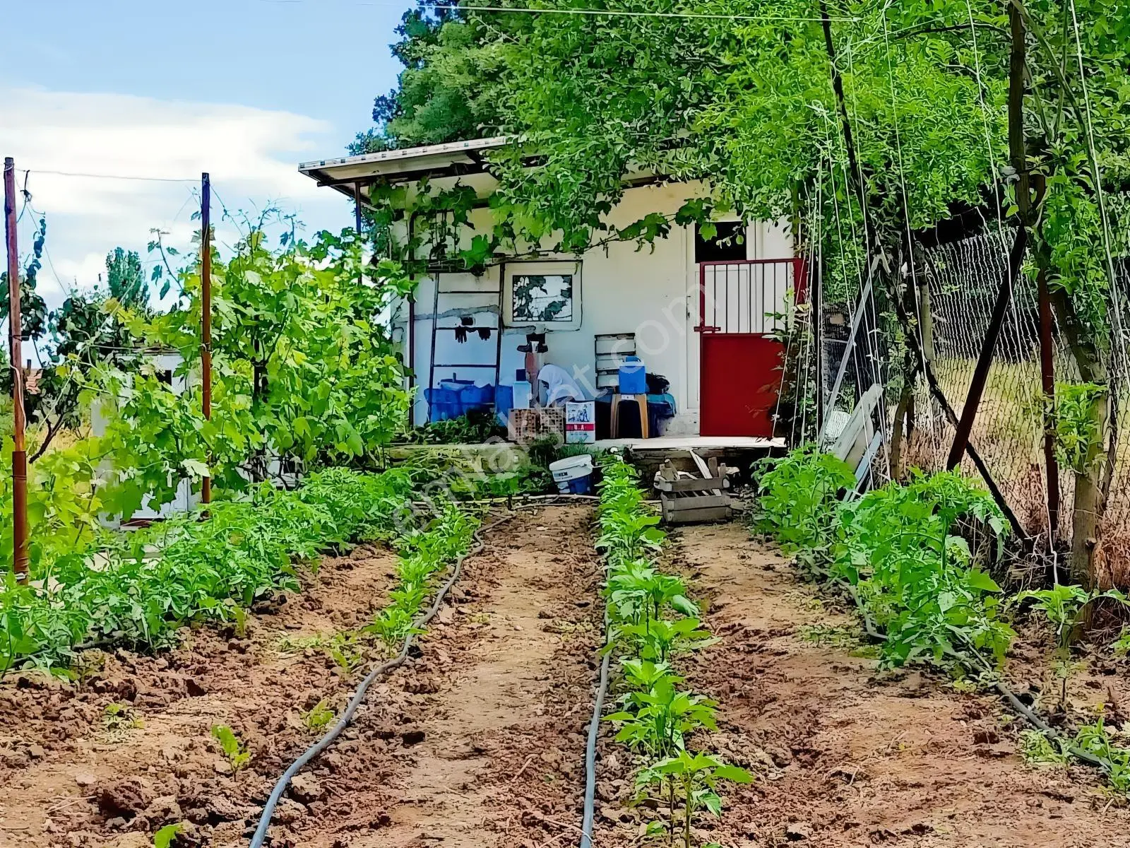 Elektrik Su Problemi Olmayan Kayıtlı Bağ Evi Ve Çiftlik Arzisi — fotoğraf 2