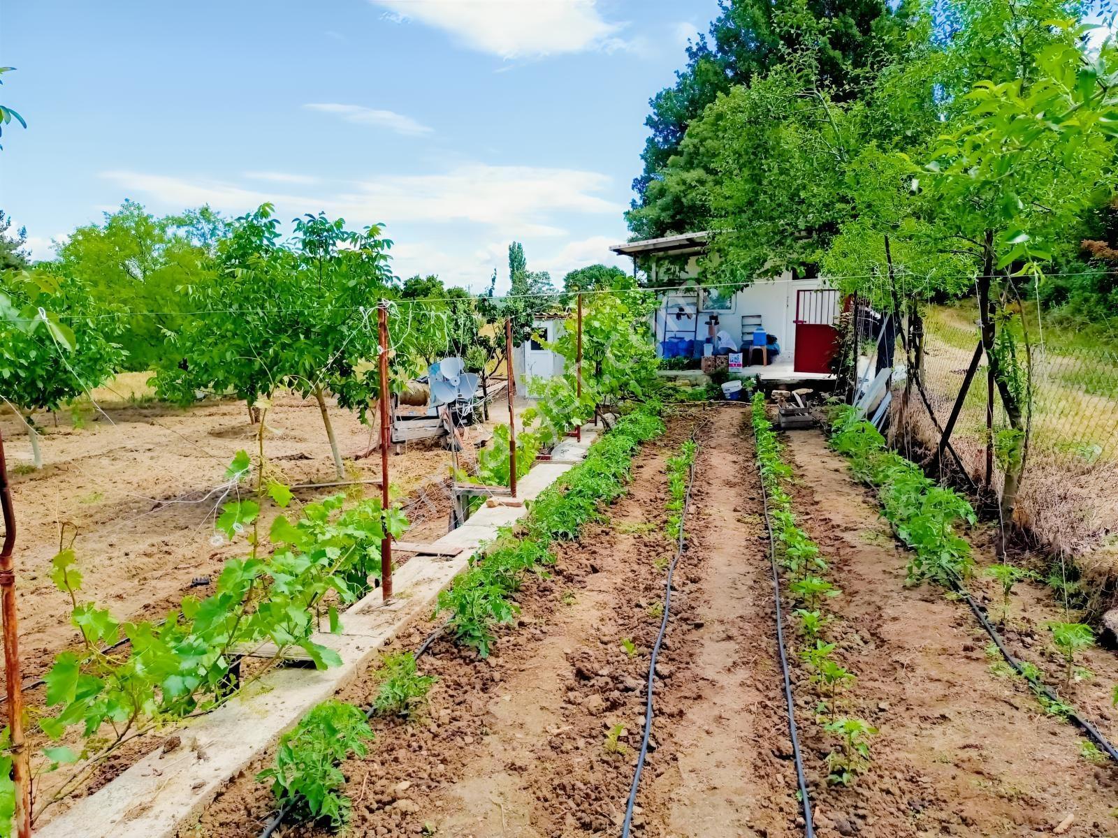 Elektrik Su Problemi Olmayan Kayıtlı Bağ Evi Ve Çiftlik Arzisi — fotoğraf 6