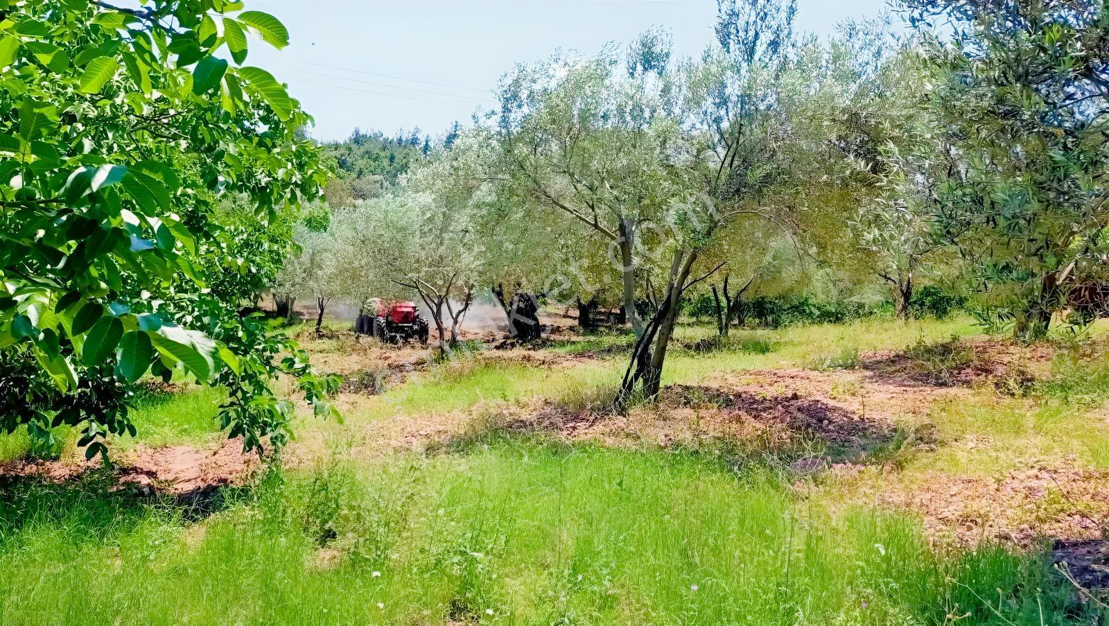 Elektrik Su Problemi Olmayan Kayıtlı Bağ Evi Ve Çiftlik Arzisi — fotoğraf 16