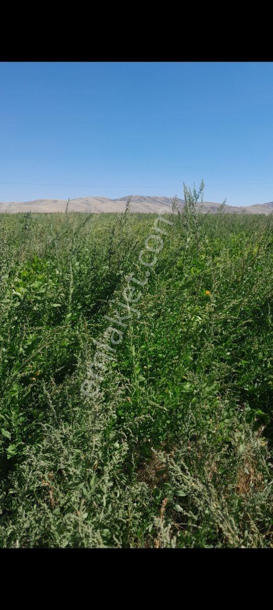 Bünyan Akmescitte 4324 M2 Satılık Tarla — fotoğraf 4