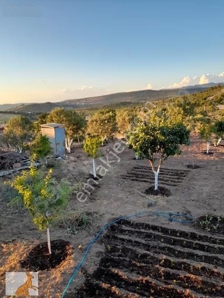 Yunusemre Karaveli Mh Fırsat Satılık 1000 M2 Tarla Ve 2+1 Ev — fotoğraf 3