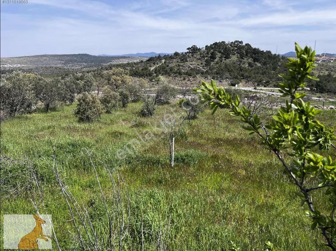 Yunusemre Karaveli Mh Fırsat Satılık 1000 M2 Tarla Ve 2+1 Ev — fotoğraf 20