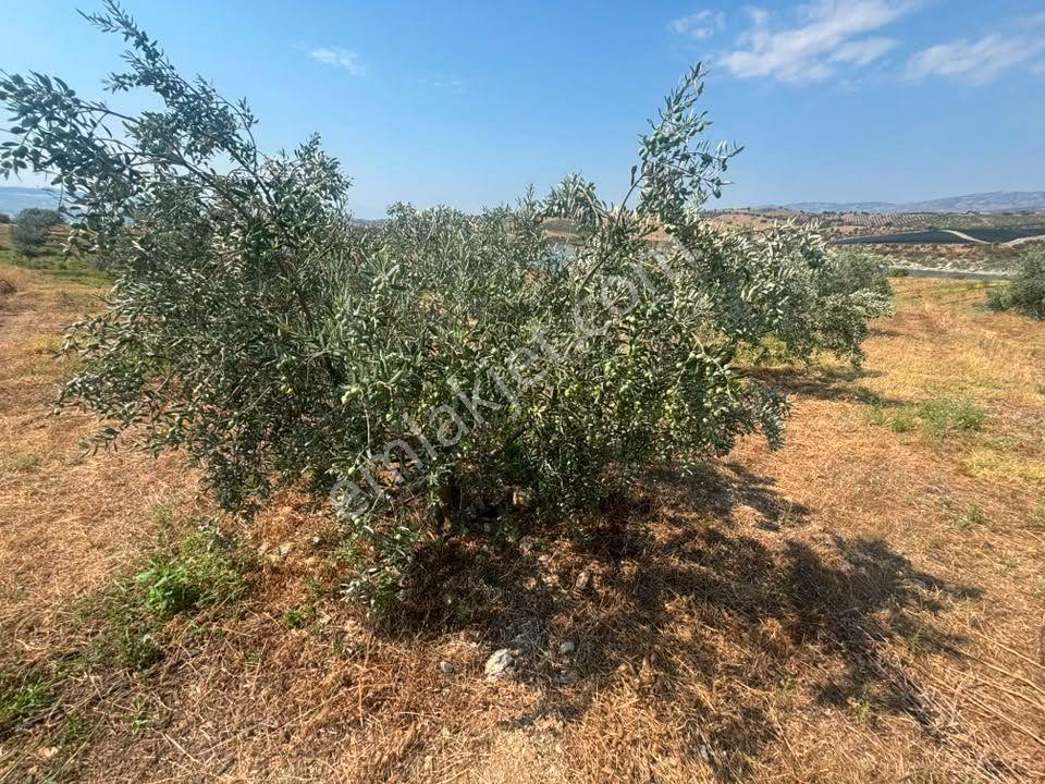 Tc Emlaktan Satılık 23 Dönüm Baraj Cephe Zeytinlik ! Elektirk Su ! — fotoğraf 7