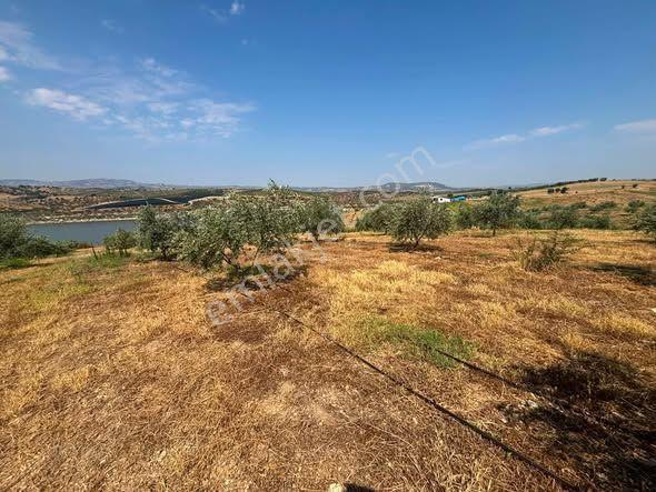 Tc Emlaktan Satılık 23 Dönüm Baraj Cephe Zeytinlik ! Elektirk Su ! — fotoğraf 9