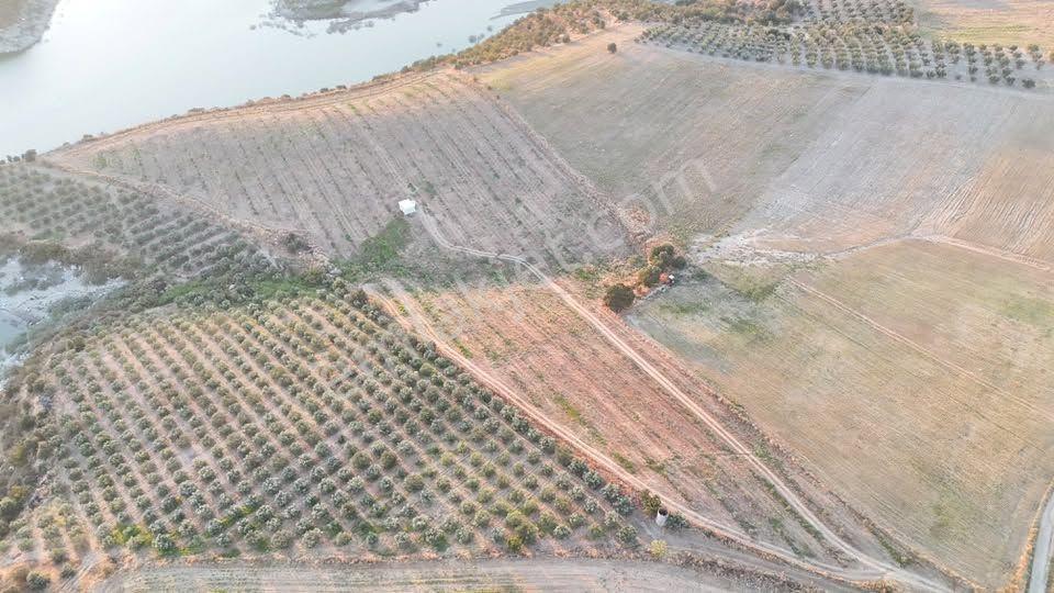Tc Emlaktan Satılık 23 Dönüm Baraj Cephe Zeytinlik ! Elektirk Su ! — fotoğraf 20