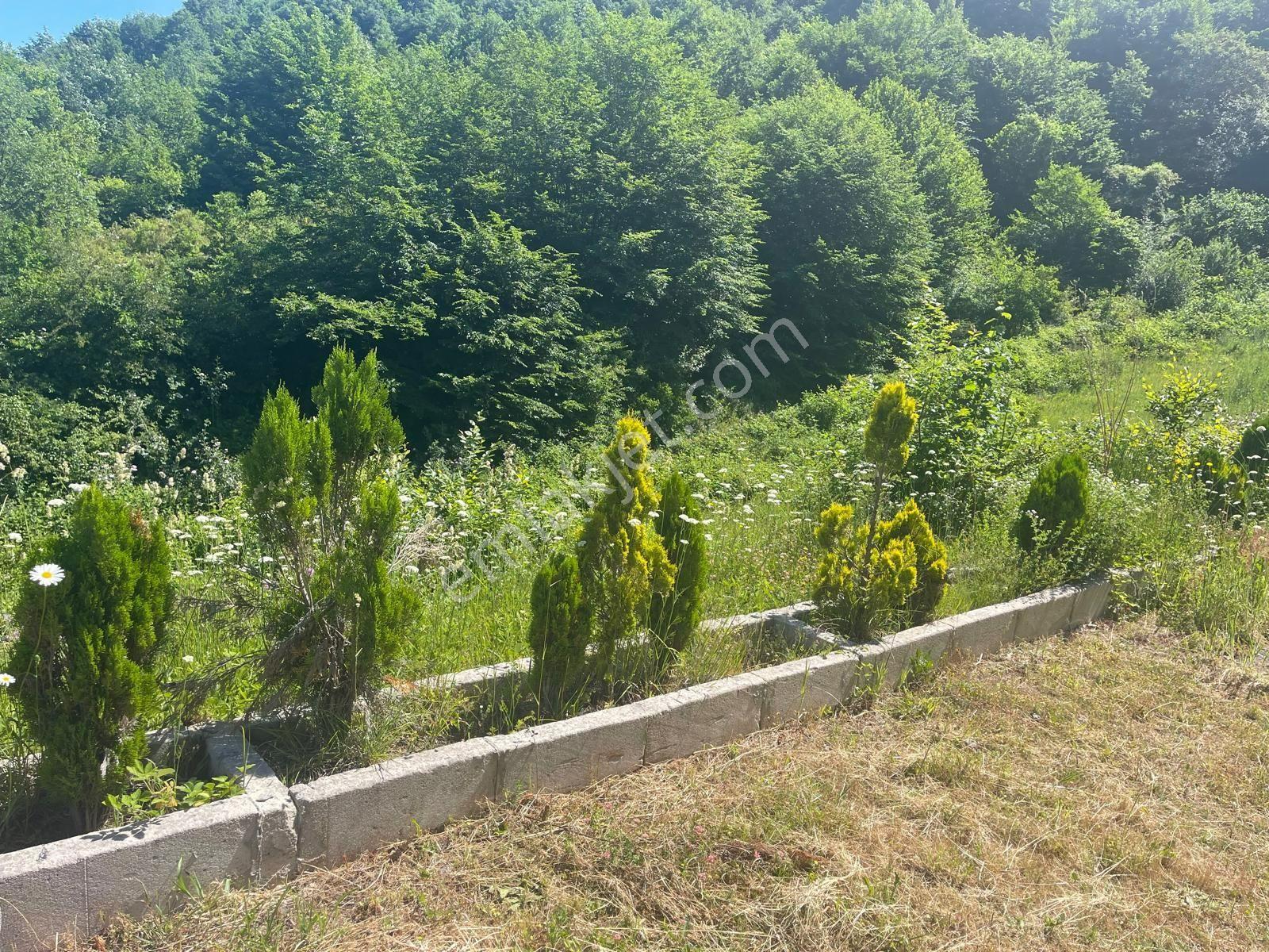 Yalova'da Doğa İle İç İçe Yaşam Fırsatı — fotoğraf 19