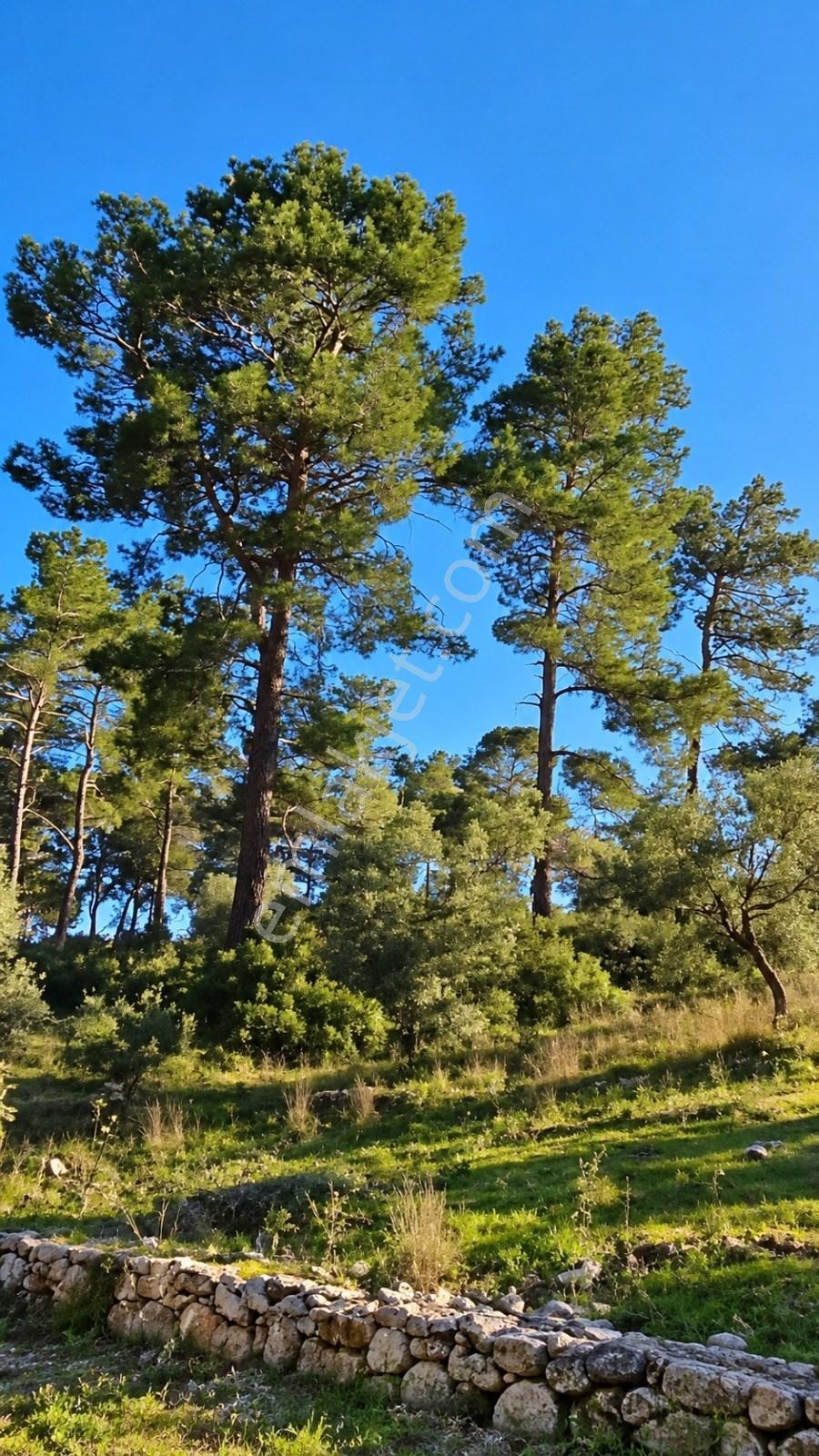 Muğla Dalaman Şerefler'de 1517 M² Satilik Köşe Parsel Zeytinlik, Doğa Manzarali — fotoğraf 2