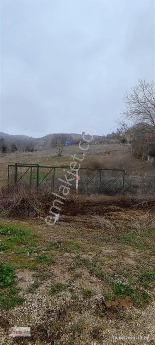Asfalt Cephe Etrafı Çevrili Cevizlik — fotoğraf 2
