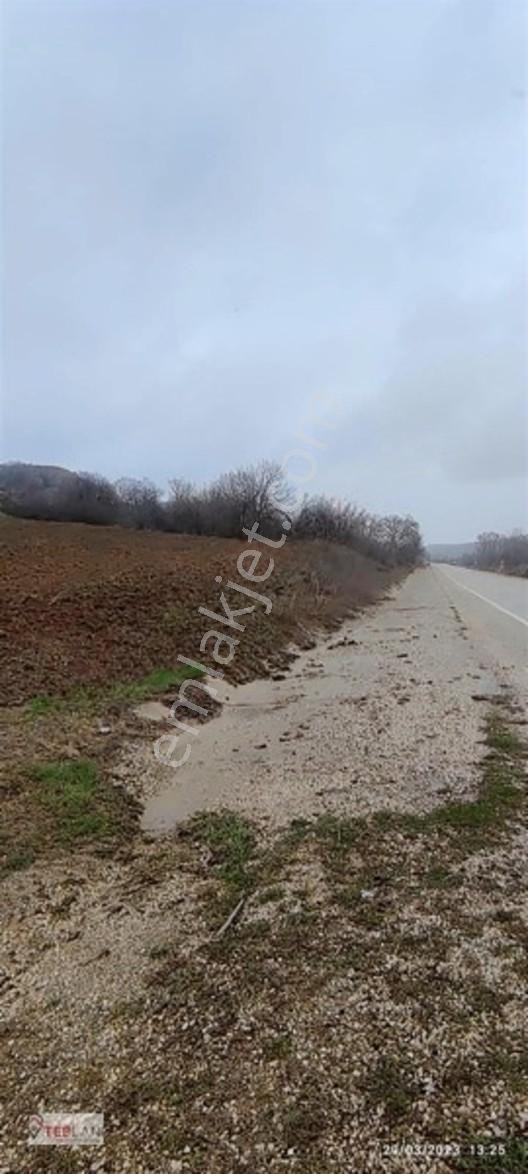 Asfalt Cephe Etrafı Çevrili Cevizlik — fotoğraf 3