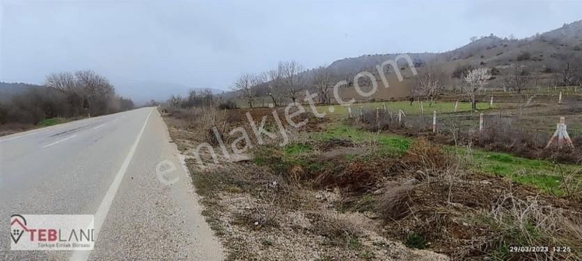 Asfalt Cephe Etrafı Çevrili Cevizlik — fotoğraf 4