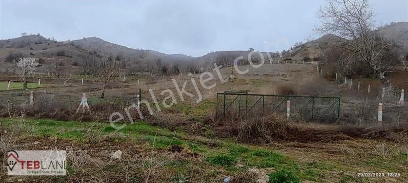 Asfalt Cephe Etrafı Çevrili Cevizlik — fotoğraf 5