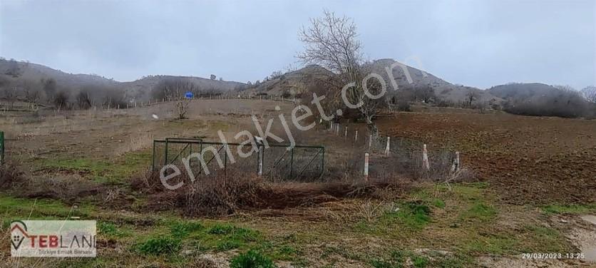 Asfalt Cephe Etrafı Çevrili Cevizlik — fotoğraf 6