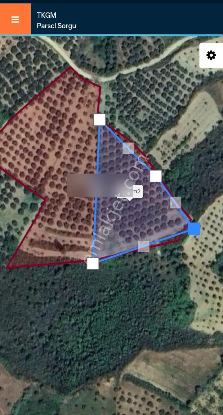 Tekirdağ Şarköy Hoşköy 4000 M2 Zeytinlik