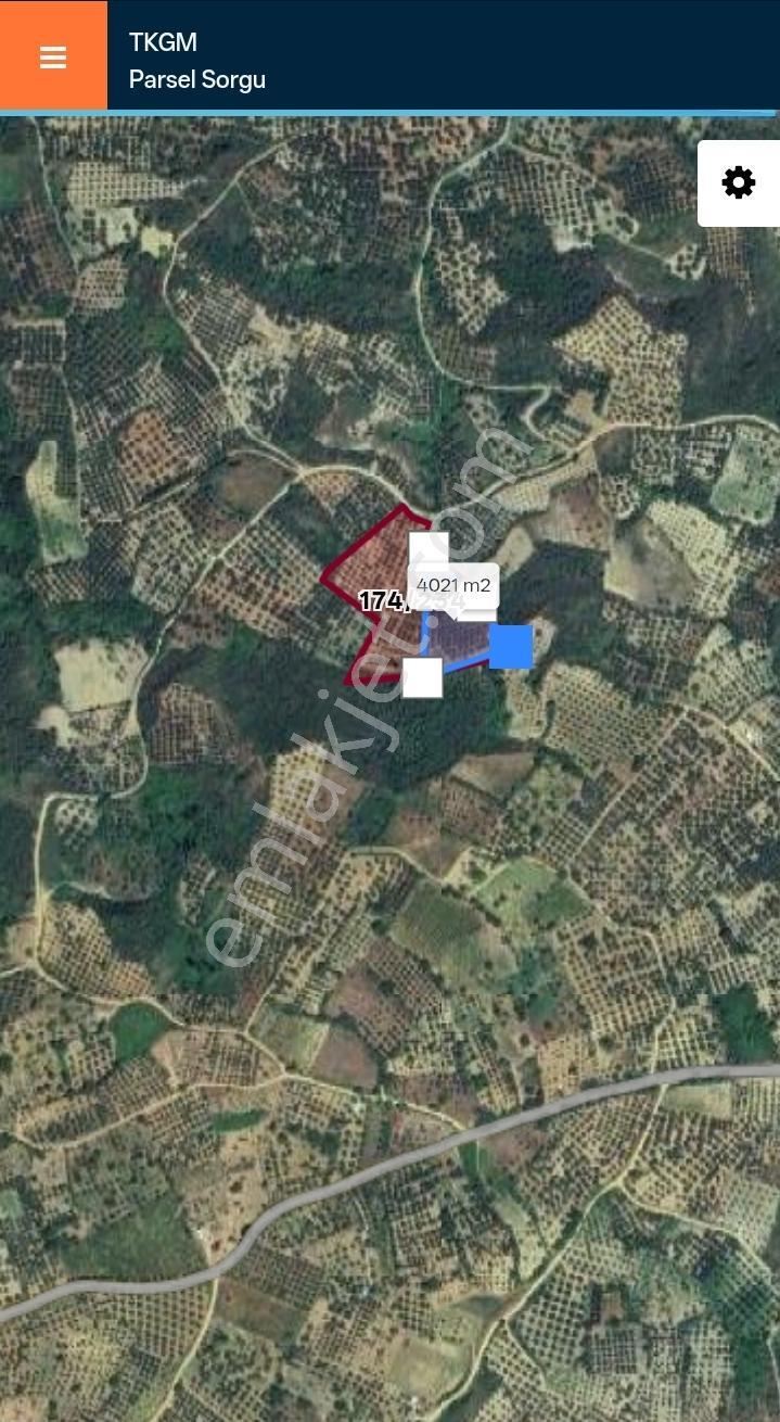 Tekirdağ Şarköy Hoşköy 4000 M2 Zeytinlik — fotoğraf 2