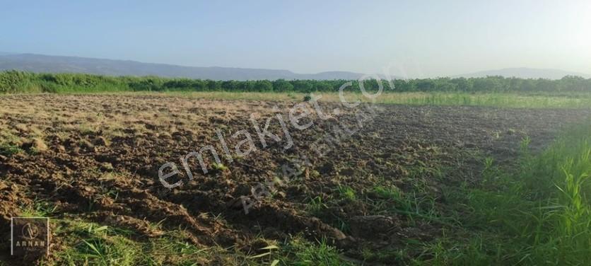 Sultanhisar Atça'da Satılık 2.947 M² Müstakil Tapulu Tarla — fotoğraf 3