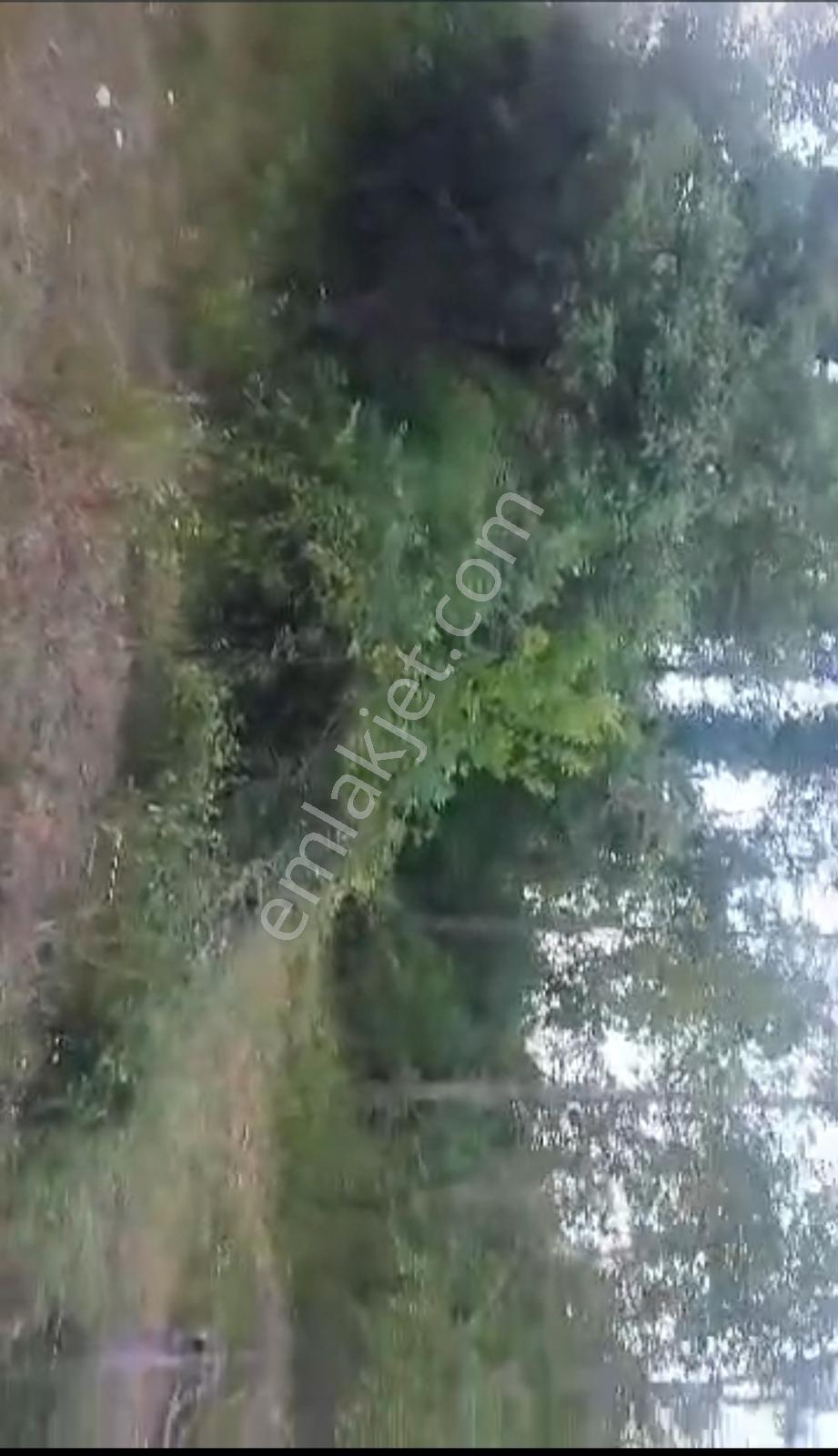 Söğüt Dereboyu'nda Köye 128m Söğüt Merkeze 2.4km Mesafede Bahçe — fotoğraf 9