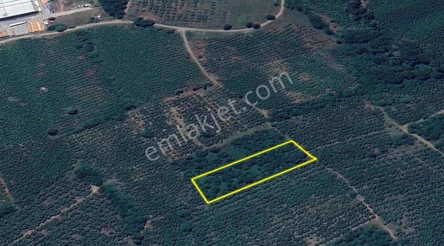 İkramiye De Yatırımlık Tarla 1 — fotoğraf 11