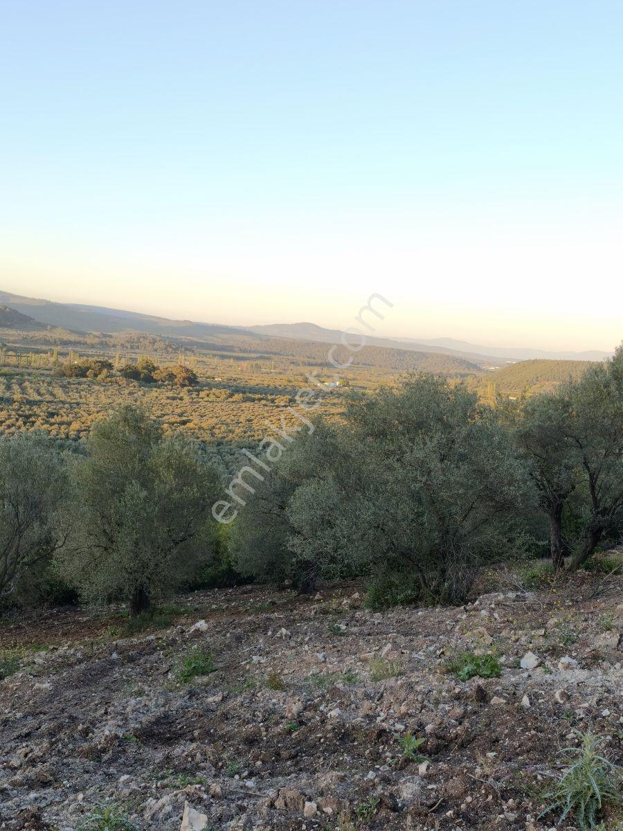 Akhisar Sabancılarda 1.485 M2 Tek Tapu Uygun Fiyatlı Zeytinlik — fotoğraf 2