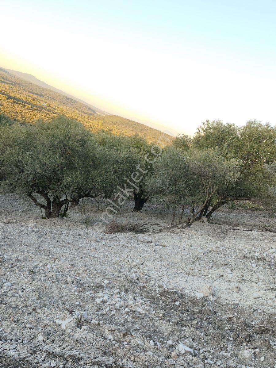 Akhisar Sabancılarda 1.485 M2 Tek Tapu Uygun Fiyatlı Zeytinlik — fotoğraf 4