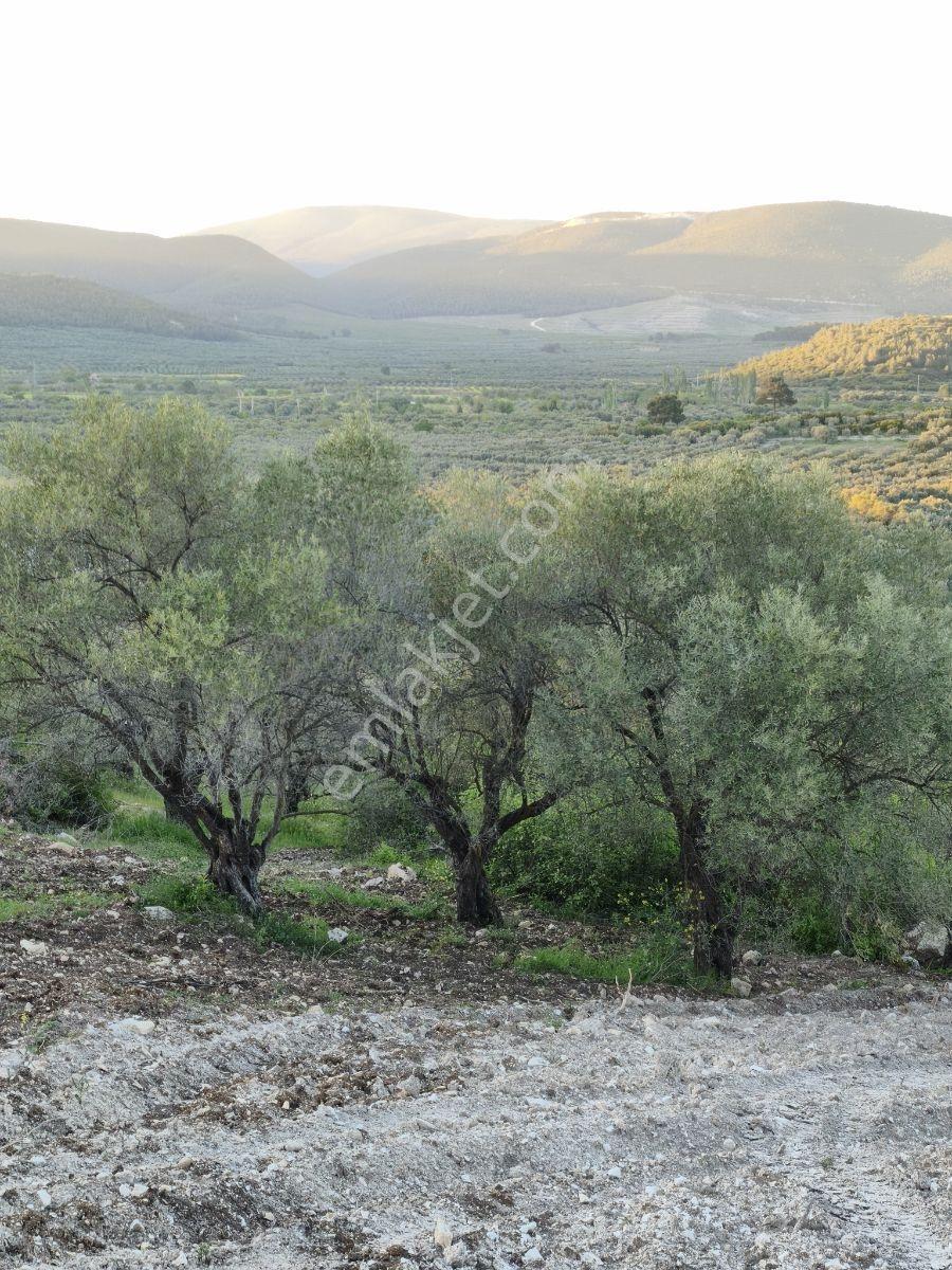 Akhisar Sabancılarda 1.485 M2 Tek Tapu Uygun Fiyatlı Zeytinlik — fotoğraf 5